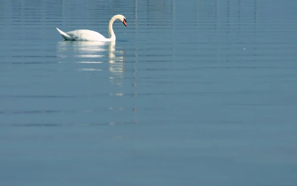 Scenic View Beautiful Bird Nature — Stock Photo, Image