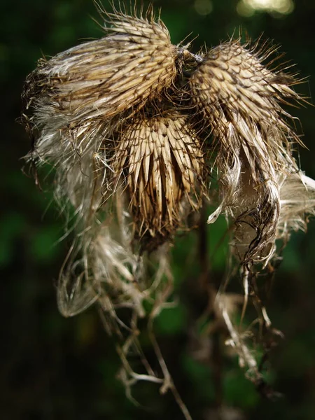 Gros Plan Cactus Dans Jardin — Photo