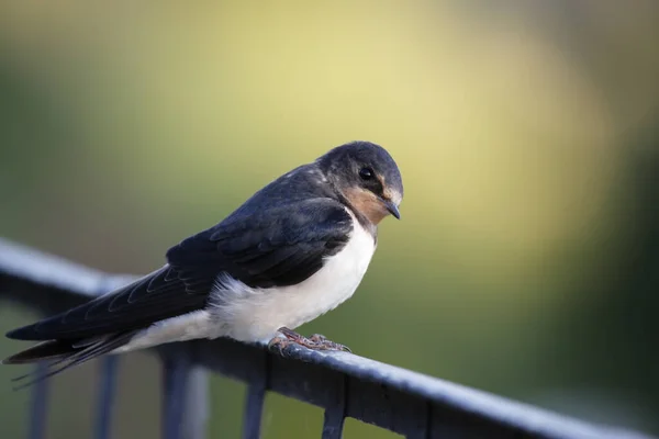 Observación Aves Lindo Pájaro Naturaleza Salvaje — Foto de Stock