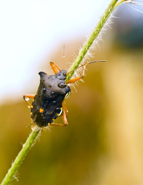 Gros Plan Bug Nature Sauvage — Photo