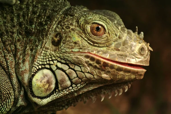 Vahşi Iguana Sürüngen Hayvanı — Stok fotoğraf