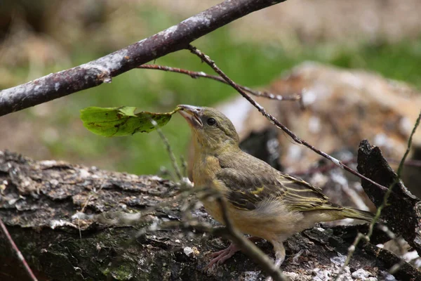 Textorvävare Eller Byvävare Ungt Djur — Stockfoto