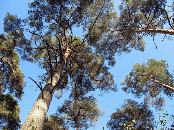 Blick Auf Den Alten Baum Wald — Stockfoto