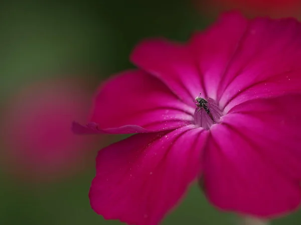 花园里的粉红花朵 — 图库照片