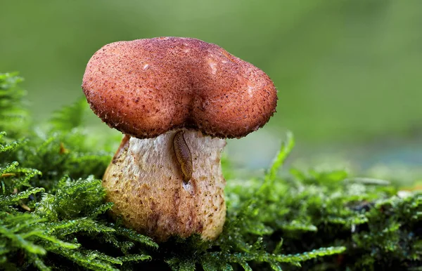 Mushroom Forest — Stock Photo, Image