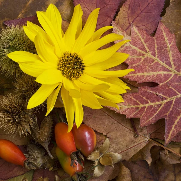 Close Still Life — Stock Photo, Image