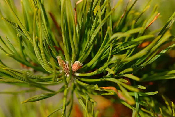 Pino Con Agujas Verdes —  Fotos de Stock