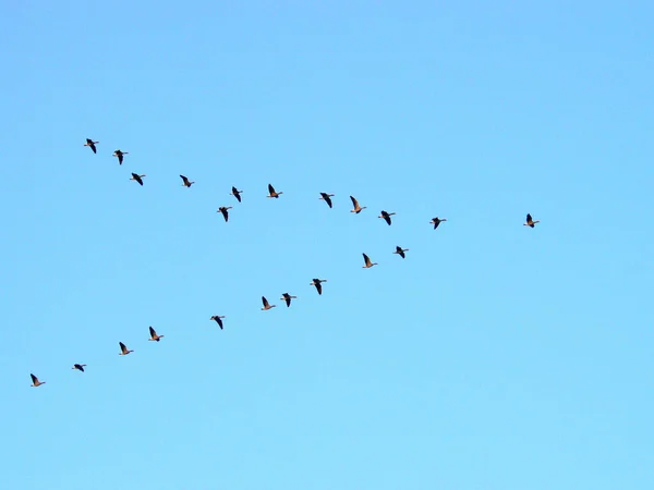 Scenic View Grey Geese Wild Nature — Stock Photo, Image