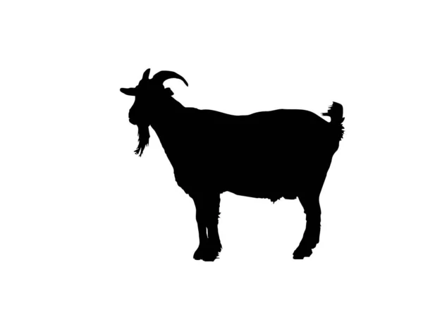 Silhouette Einer Kuh Auf Weißem Hintergrund — Stockfoto