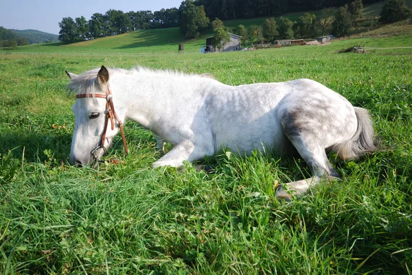 Cheval Animal Troupeau Pâturage Animal Faune Naturelle — Photo