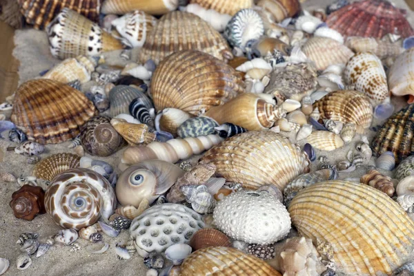 Schelpen Het Strand — Stockfoto