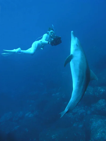 Delphin Telegen Nachbearbeitet — Stockfoto