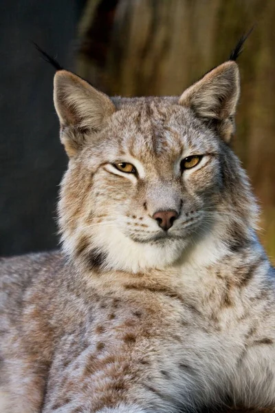 Lynx Wild Animal Nature — Stock Photo, Image