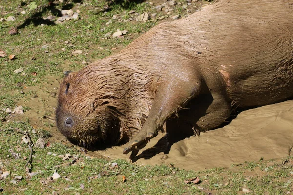 Watervarken Een Modderbad — Stockfoto