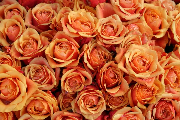 Flora Botânica Pétalas Flores Rosa — Fotografia de Stock