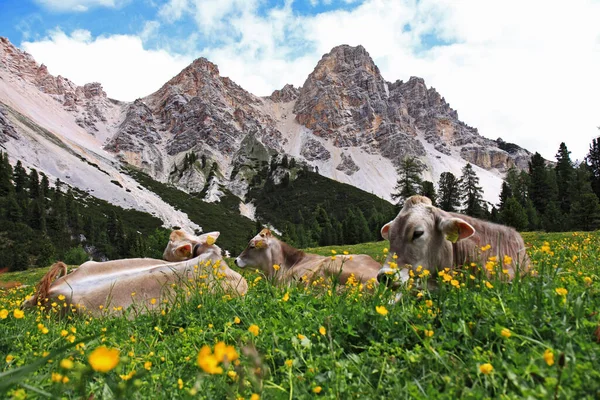 Südtirol Italien Eine Oase Den Italienischen Alpen — Stockfoto