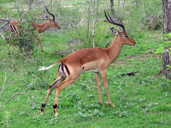 Antilope Animale Selvatico Fauna Selvatica — Foto Stock