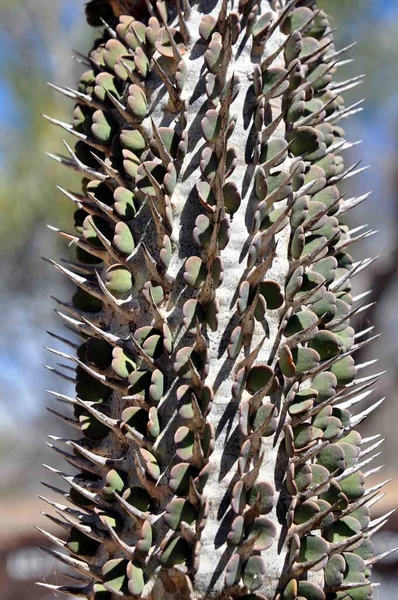 Madagascar Didiera Trollii Succulent — стокове фото