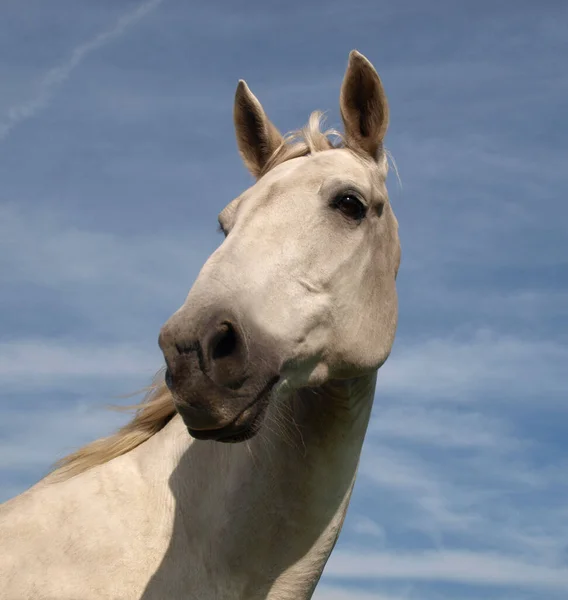 White Horse Wildlife Nature Fauna Lipizzan Horse Breed — Stock Photo, Image