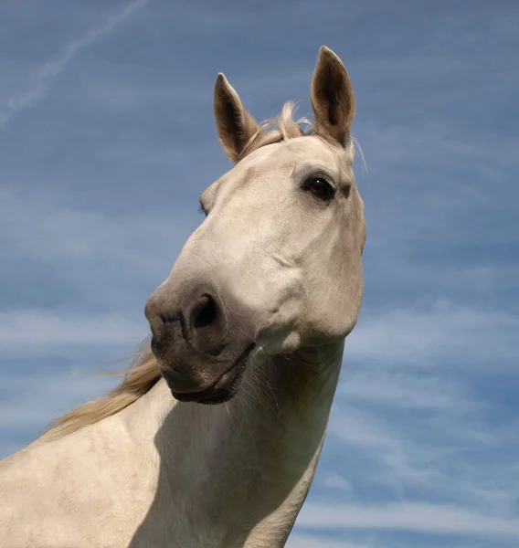 Branco Cavalo Vida Selvagem Natureza Fauna Lipizzan Cavalo Espécie — Fotografia de Stock