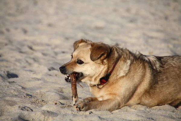 Hund Mit Stöcken Strand — Stockfoto