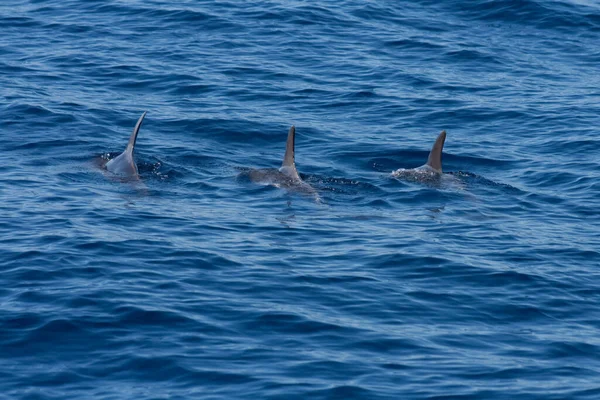 Delfín Mar — Foto de Stock