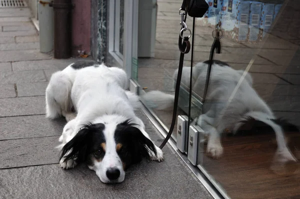 Porträt Eines Süßen Hundes — Stockfoto