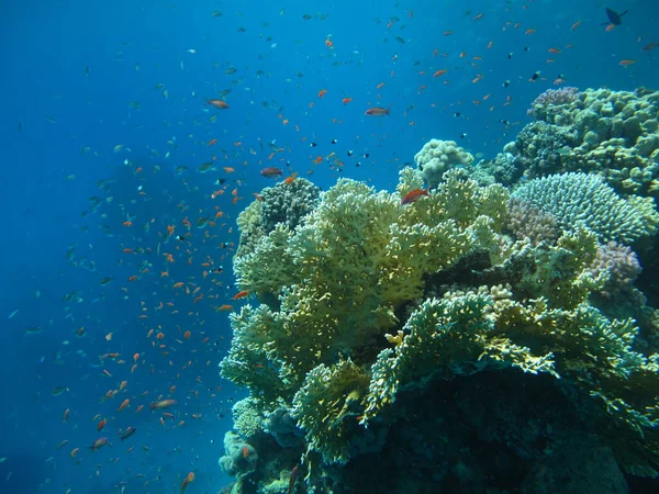 Vivant Récif Corallien Dans Mer Rouge — Photo