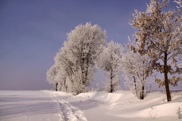 Трассы Снегу — стоковое фото