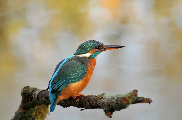 Vacker Utsikt Över Vacker Fågel Naturen — Stockfoto