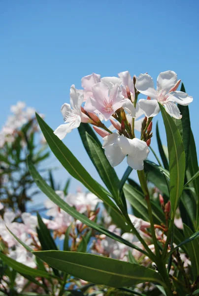 Mooie Witte Bloemen Tuin — Stockfoto