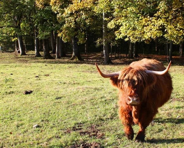 Highland Skot Volně Žijící Zvířata — Stock fotografie