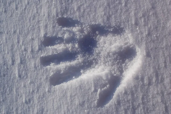 Schnee Auf Dem Boden — Stockfoto
