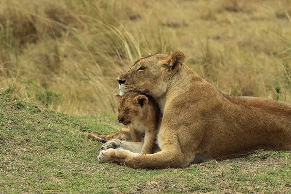Kleiner Löwe Mit Mutter — Stockfoto