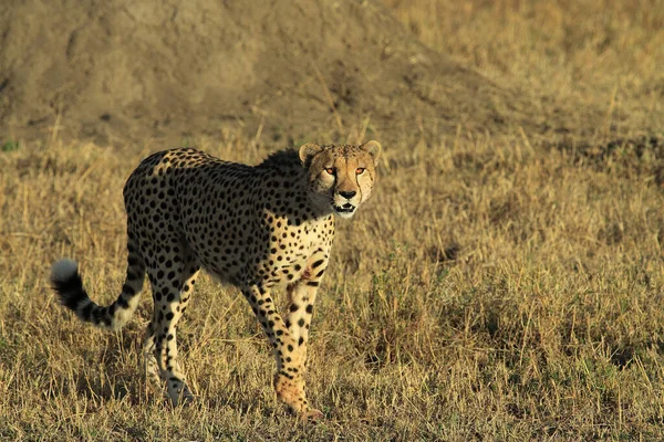 Beautiful Cheetah Big Cat Savannah Wild Animal — Stock Photo, Image