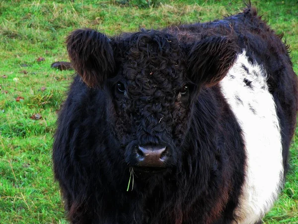 Cow Meadow — Stock Photo, Image