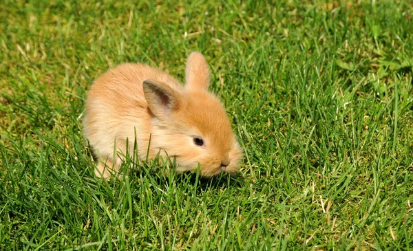 Cute Bunny Closeup Shot — Stock Photo, Image