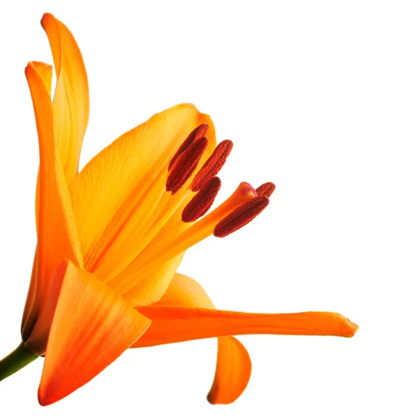 Όμορφη Βοτανική Χλωρίδα Lily Πέταλα Λουλουδιών — Φωτογραφία Αρχείου