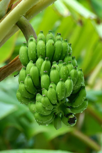 Green Banana Plant Garden — Stock Photo, Image