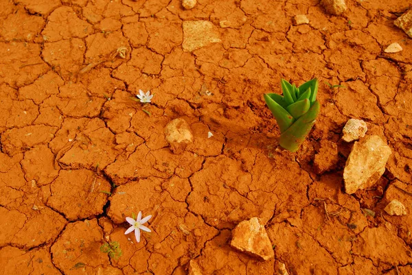 Terra Seca Comino — Fotografia de Stock