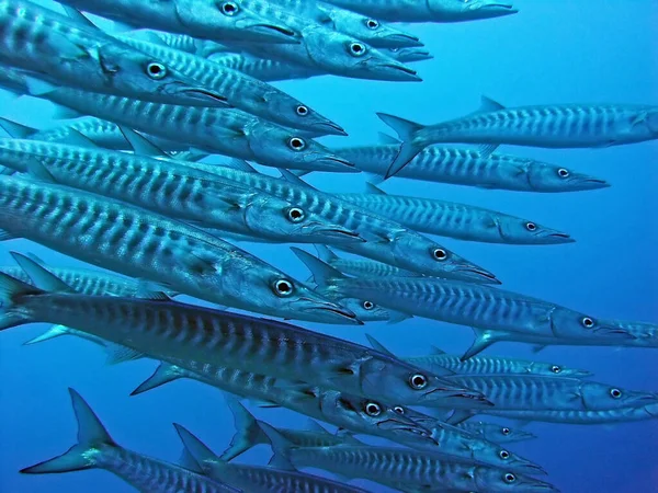 Aluvión Enjambre Mar Rojo — Foto de Stock