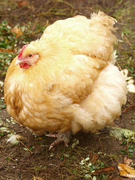 Schilderachtig Uitzicht Prachtige Vogel Natuur — Stockfoto