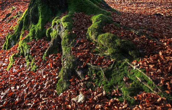 Beau Feuillage Automne Forêt — Photo