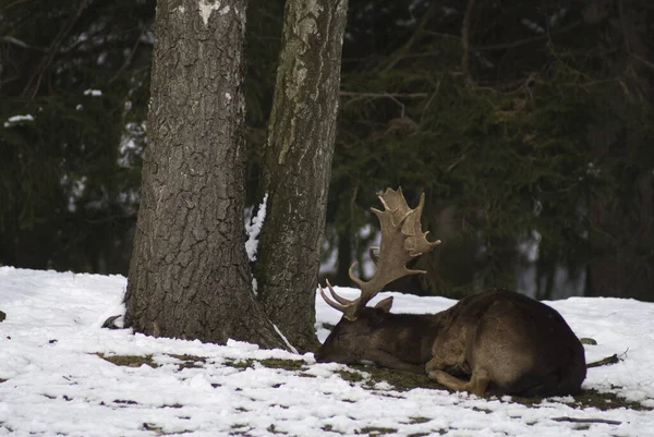 Schöne Waldnatur Hintergrund — Stockfoto