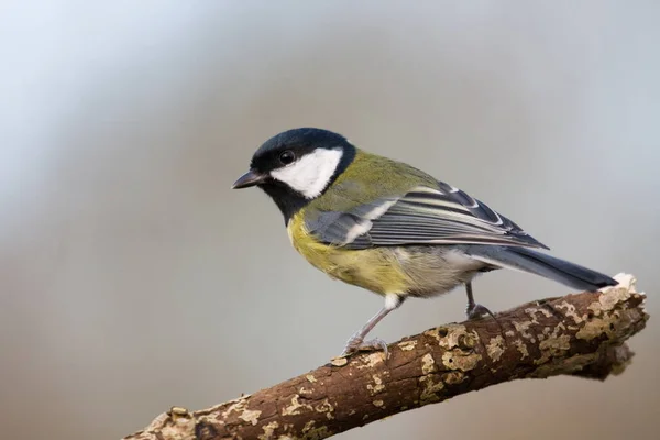 Blick Auf Schöne Vögel Der Natur — Stockfoto