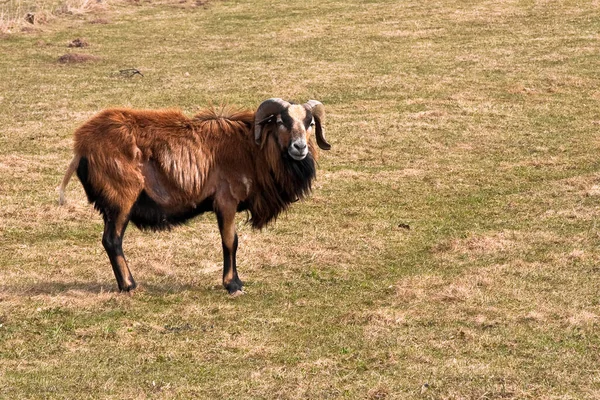 Uma Vaca Pasto — Fotografia de Stock