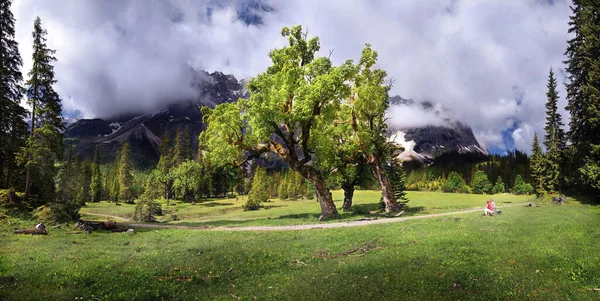 Kleine Esdoorn Boom Natuur Flora — Stockfoto