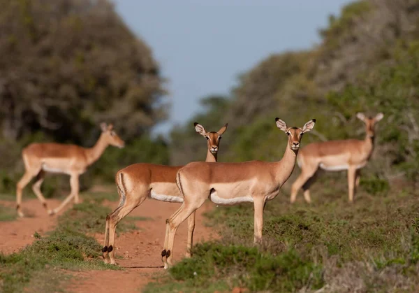 Impala Afrykańskiej Sawannie — Zdjęcie stockowe