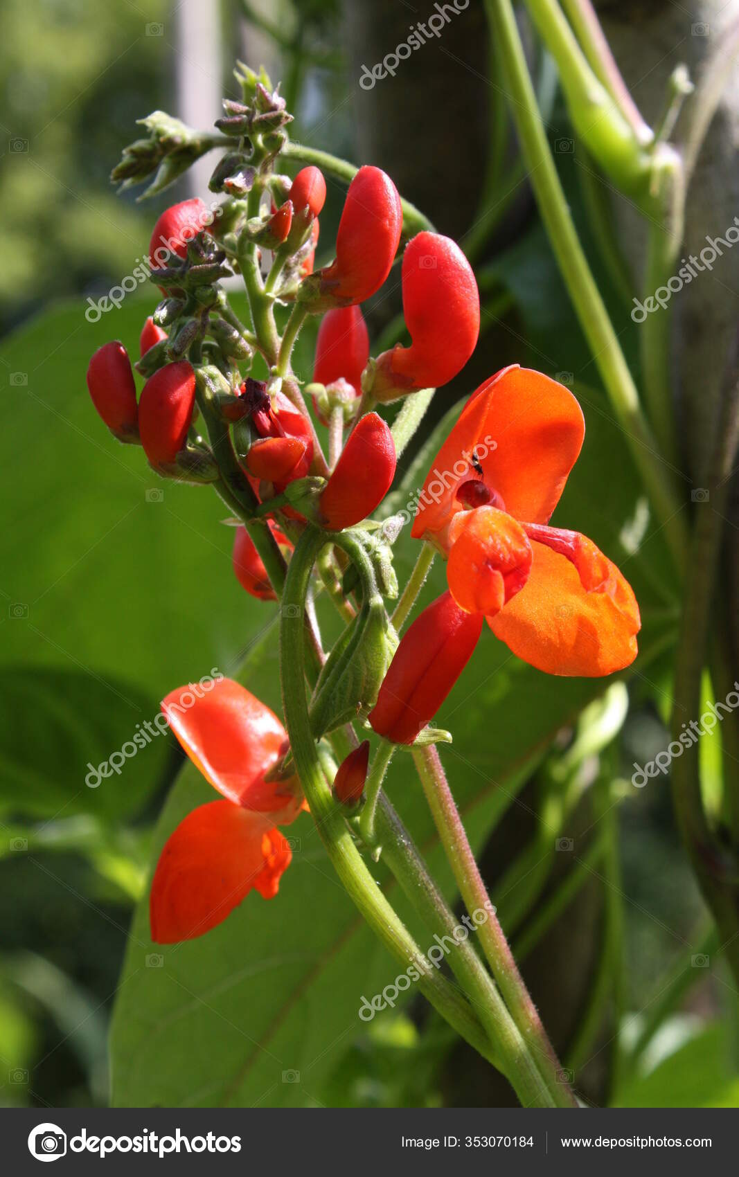 Red Flowers Garden Stock Photo by ©PantherMediaSeller 353070184