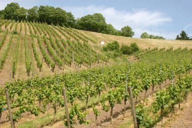 Vineyard near Trier in the Moselle Valley clipart